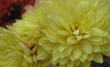 Chryzantema – 19