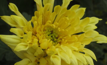 Chryzantema – 16