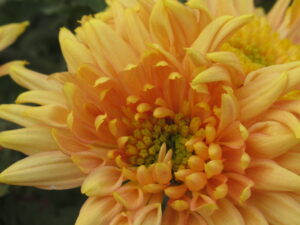 Chryzantemy